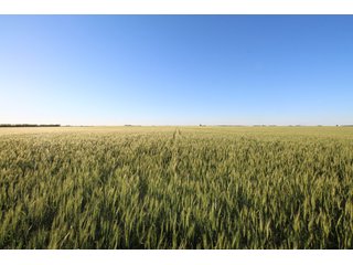 Tract 1 - Reno County, KS farmland - LAND AUCTION - 647+/- ACRES OFFERED IN 4 TRACTS IN RENO & EDWARDS COUNTY, KANSAS